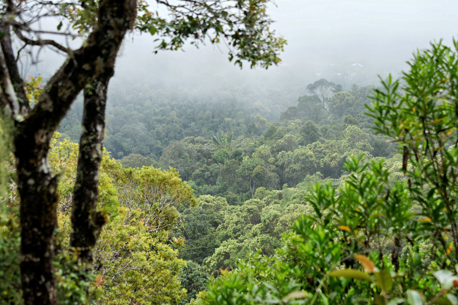 Ranomafana Nationalpark